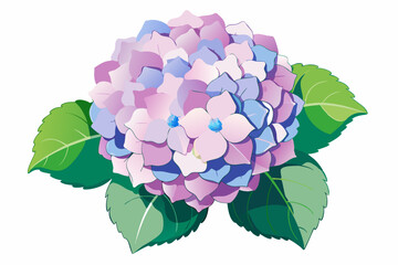 A Close-Up of a Pink and Blue Hydrangea Flower with Green Leaves