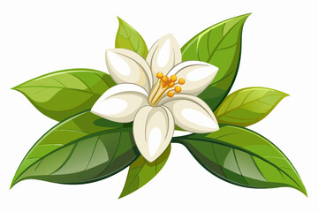 White flower with green leaves isolated on white background