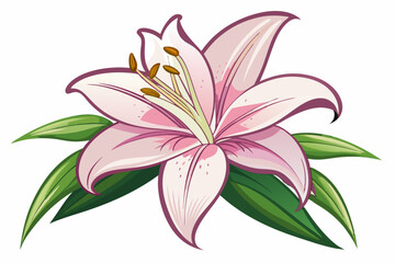 Pink Lily Flower with Green Leaves