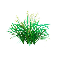 3d rendering of Cymbidium plants