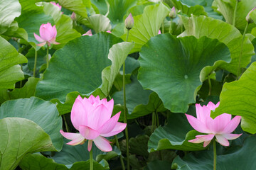 千秋公園の堀に自生する蓮の花