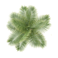 3d rendering of Coconut palm on isolated canvas