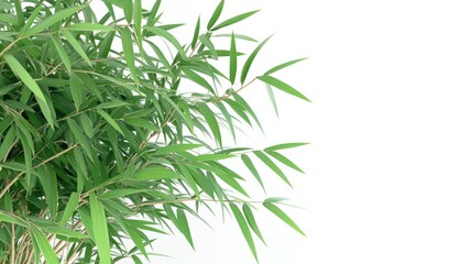 Obraz premium Close-Up of Fresh Green Bamboo Leaves on White Background - Nature, Plant, and Botanical Photography