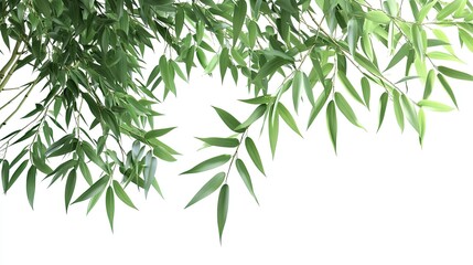 Fototapeta premium Fresh Green Bamboo Leaves on White Background - Nature, Tranquility, and Simplicity