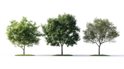 Three Different Trees in Various Stages of Foliage Growth Isolated on White Background