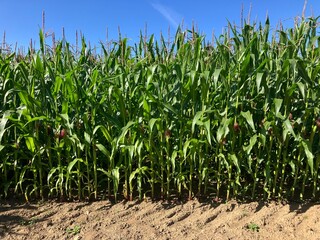 corn field in summer with sky
