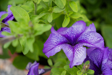 Purple petunia among greenery in a summer garden