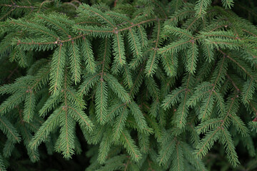 Close-up of green spruce branches