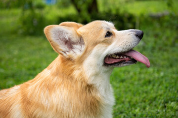 Side portrait of a corgi with tongue out against a green background