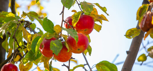Harvest of apples on a plantation in the garden. Fruit trees with apples. Ripe fruits on the branches of a tree. Gardening in agriculture.