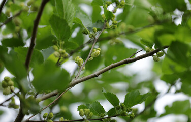 Mulberry tree with white fruit berry