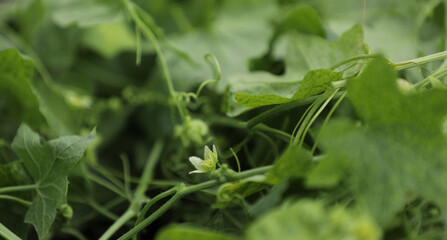 Bryony with blossom in the garden on a garden fence