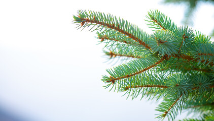 Fir branches close-up. Coniferous trees in the forest. Winter Christmas background. Christmas...