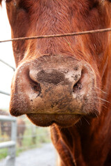 Brown cow in the field