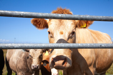 cows in the farm
