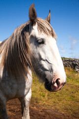 Obraz premium portrait of a horse