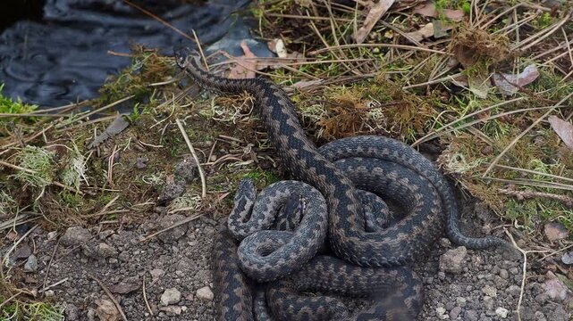 A group of Common European adder or common European viper (Vipera berus)