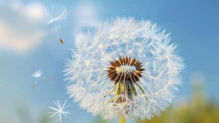Obraz premium Dandelion Seeds Floating in the Wind