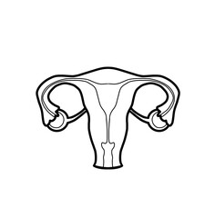 Uterus, fallopian tubes , feminity illustration gynecology 