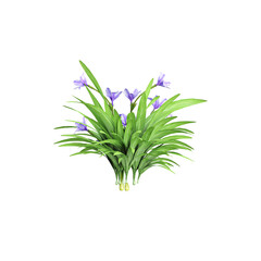 Blue orchid flower  plant on isolated Canvas