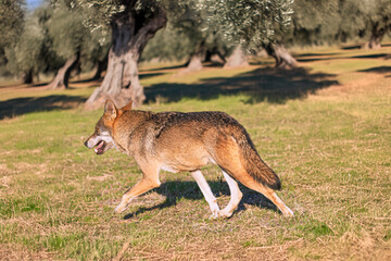 Photographs of a wolf in nature.