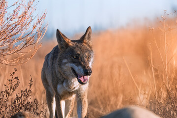 Photographs of a wolf in nature.