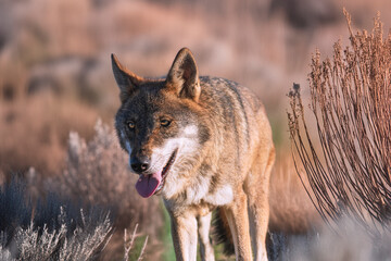 Photographs of a wolf in nature.