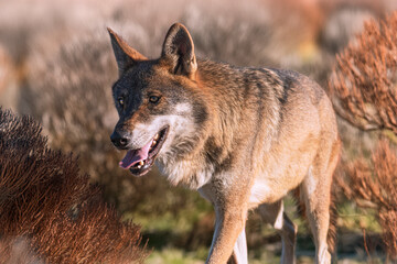 Photographs of a wolf in nature.