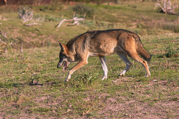 Photographs of a wolf in nature.