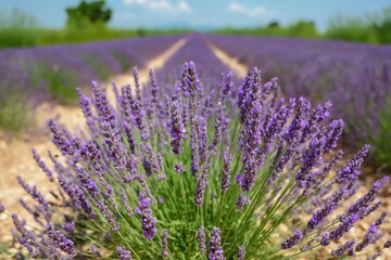 Obraz premium Stunning lavender field blooming under summer sky in south of france, showcasing natural beauty of provence. Vibrant purple flowers brighten countryside, popular for tourists seeking aromatic scent