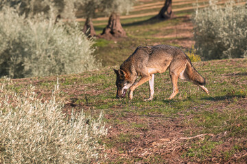 Photographs of a wolf in nature.