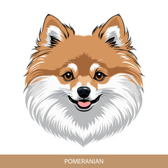 Obraz premium Stylized pomeranian Dog Head Illustration in Vector Art