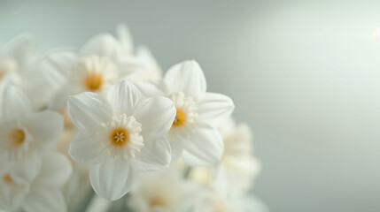 Fototapeta premium Close-Up of White Daffodils in Spring Garden