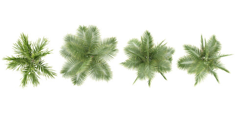Areca palm,Coconut palm trees from the top view isolated white background