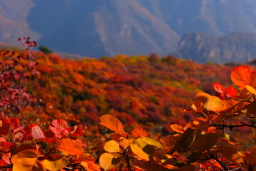 Autumn colors in China's Pofengling Scenic Area