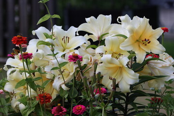 Sweden. Lilium auratum ( yamayuri, literally 