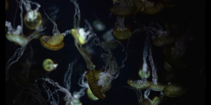 group of Jellyfish swimming in a dark background	