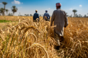 Golden ears of wheat swaying in the wind as farmers are walking in a field on a sunny day