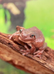 An Australian tree frog sits on the bark of a tree. The frog turns around and looks at the camera.