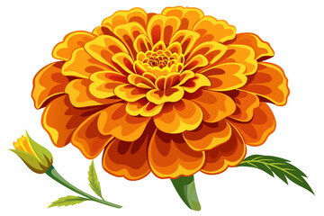 Orange Marigold Flower with Bud and Stem