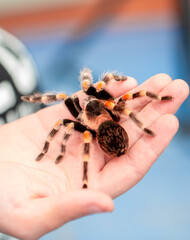 Tarantula spider on a man's hand close up. Tarantula spider as a pet.