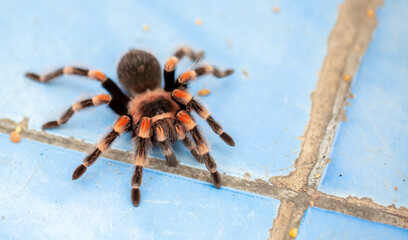 Tarantula spider close-up on the floor in the house. Tarantula spider as a pet.