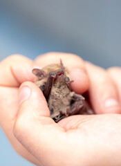 Bat in the hands of a man in a veterinary clinic. A doctor checks the health of a bat.