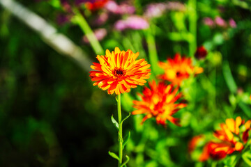 Traditional english cottage walled garden