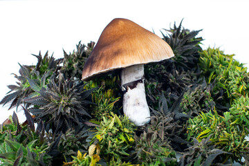 Magic mushrooms and cannabis buds