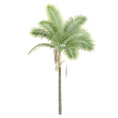 Obraz premium 3d rendering of Archontophoenix alexandrae tree