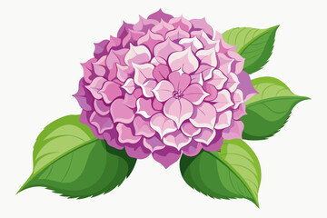 Pink hydrangea bloom with green leaves