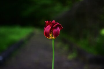 枯れた一輪のチューリップ