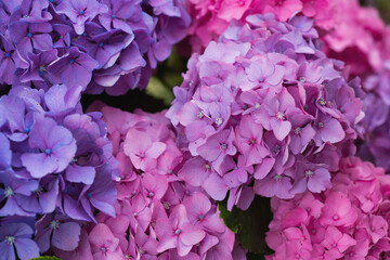 Colorful hydrangeas in natural sunlight,close up.