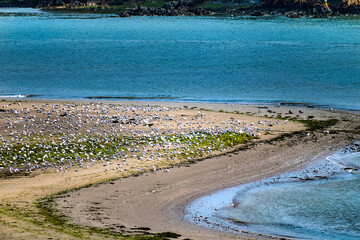 Green algae in Brittany in a nature reserve area and bird protection